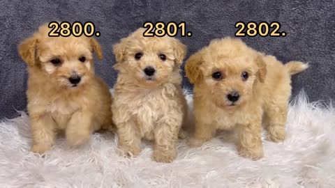 Maltipoo Breeders In Houston | Abcpuppy.com