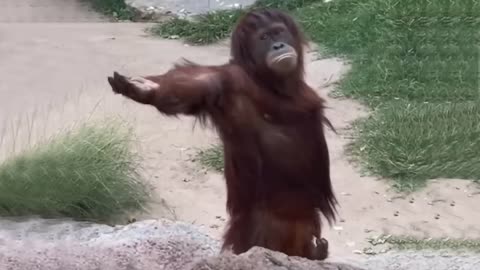 Laugh a Lot With The Funny Moments Of Monkeys -- Funniest Animals Video(720P_HD)