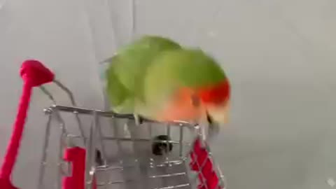 Nice parrot 🦜