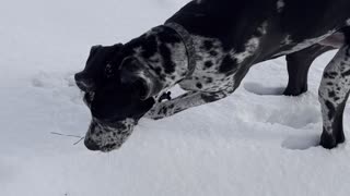 My dog love the snow