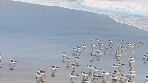 "Sandpipers Dancing with Waves: A Coastal Marvel"