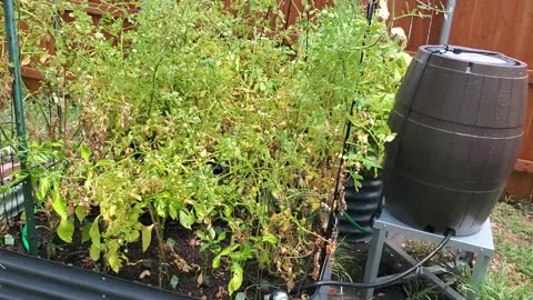 Rain barrel keeping the garden watered.