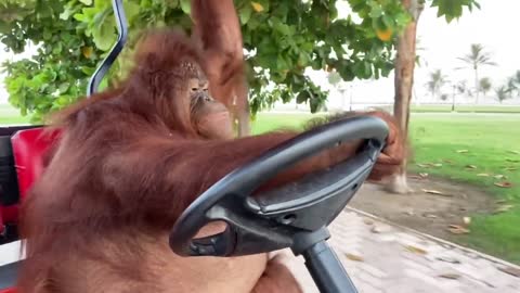 Animal funny driving