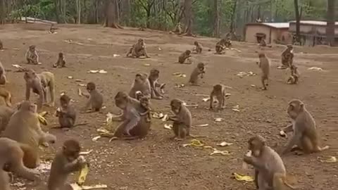 Every monkey’s dream