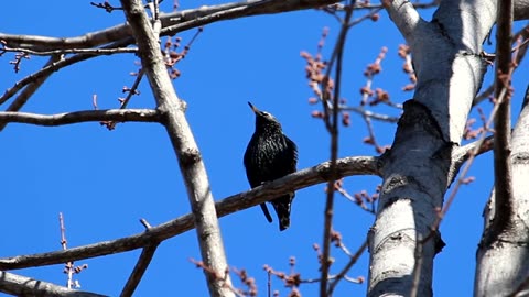 Starling in Winter Plumage