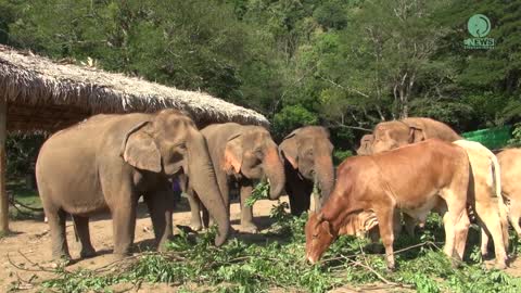 Tree Pruning A Nutritious Snack For Elephants - ElephantNews