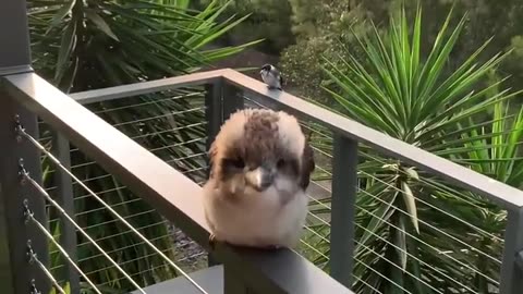 Cute Baby Kookaburra