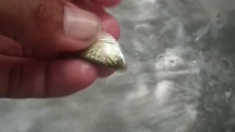 Small fish swiMing in water.