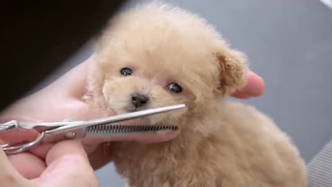 A very small puppy grooming for the first time at 3 months of age (Toy Poodle)