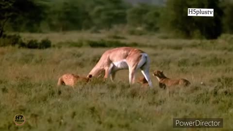 woulds fastest animals fail grants gazzele take down cheetah with horse