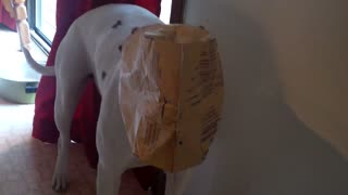 Dog Get's Trapped In Popcorn Bag