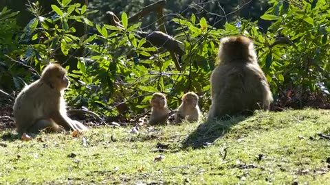 funny monkey playing with childrens!!!