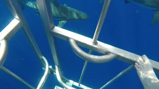 Shark Dive in Hawaii