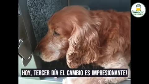 PERRO SANADO DE NEUMONIA CON AGUA EN LOS PULMONES CON DIOXIDO DE CLORO TOMADO E INTRAVENOSO