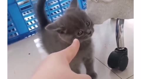Cat follows finger