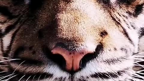 Feline appearance level who can represent the animal world pet tiger