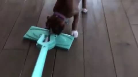 Funny Dog Videos - Playtime is much more fun than whatever