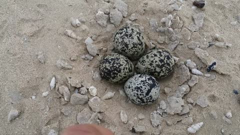 Houbara Eggs in Desert