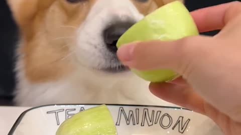 Corgi Dog Eats Thumb Cucumber, Debuts as a Trainee