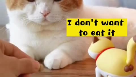 Perfect way to give medicine to a cat funny video