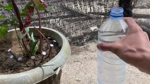An Expensive Science That Few People Know! This Plumber Makes Simple Drip Irrigation From Nails..,