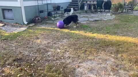 Classic Aussie herding behavior.