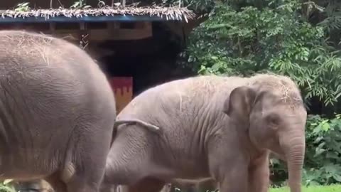 Funny Elephant Siblings