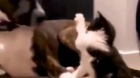 Dog Taking Revenge