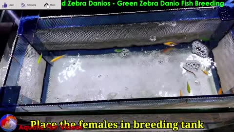 How to Breed Zebra Danios - Green Zebra Danio Fish Breeding