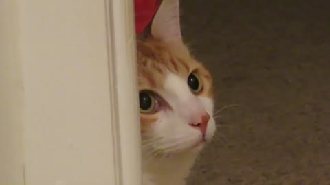 Insane cat intensely stares at absolutely nothing