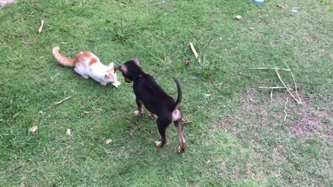 Funny cat and dog dog kidding to cat cute dog eating cat and dog fight