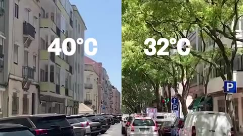 The Power of Urban Trees