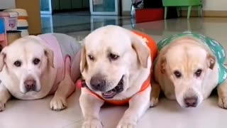 Aww New Funny Videos 2022 | Cute Animals Reactions😂😎