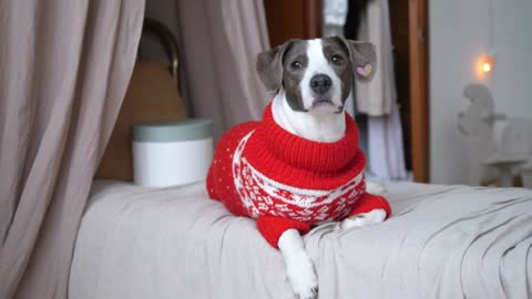 Front view of funny puppy in knit sweater with present box on single bed with drapes