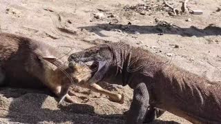 5 Brutal Hunt Komodo Dragon Paralyze Deer and Eat Alive