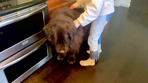 Brushing a Huge Newfie and Cute Cavalier