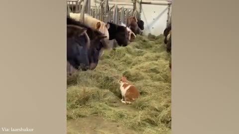 Funny Animal Video