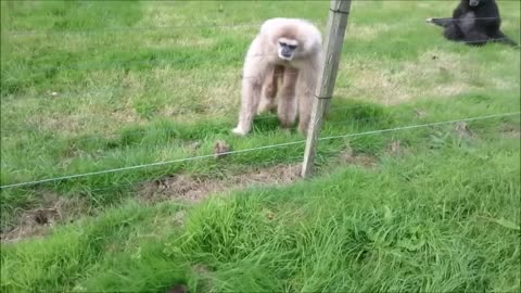 Gibbon freaks out over