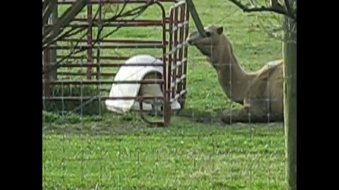 Dog Food Argument in the Pasture