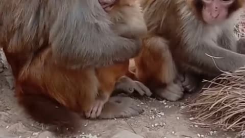 Heartbreaking Monkey 🙈