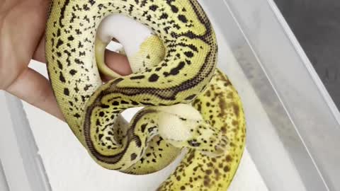Ball Python or Banana?