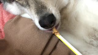 Wolf Dog Loves Peanut Butter