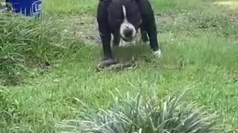 The great fight between dog vs snake