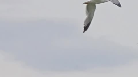 Seagull in slow motion / beautiful bird in slow motion.