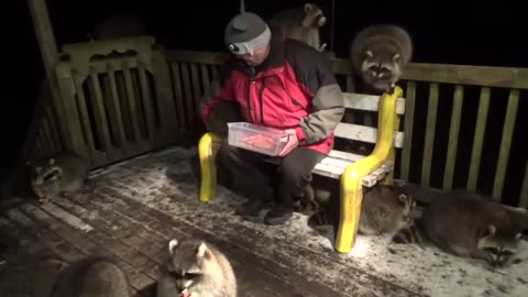 Family mobbed by raccoons