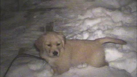 Pogi in the snow when first brought home