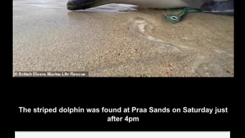 Tragedy As Rare Striped Dolphin Dies