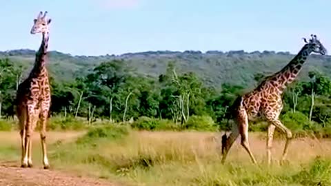 Majestic giraffes casually stroll down the path