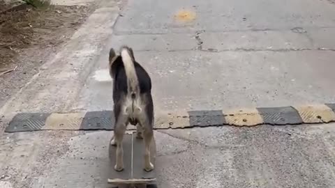 Skater Dog Skills