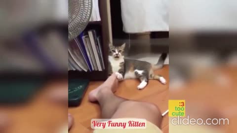 Very Funny Kitten #003 / Fun with cats and other animals